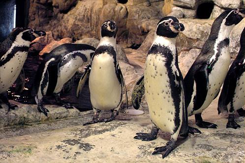 akvapark-v-barcelone-4