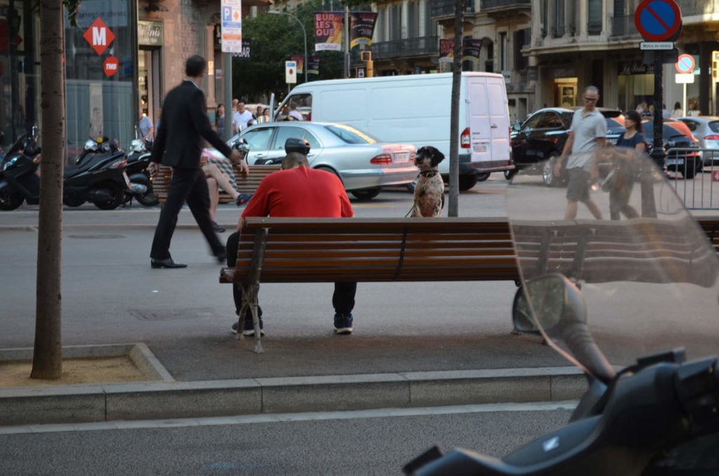 Собака с другом в Барселоне